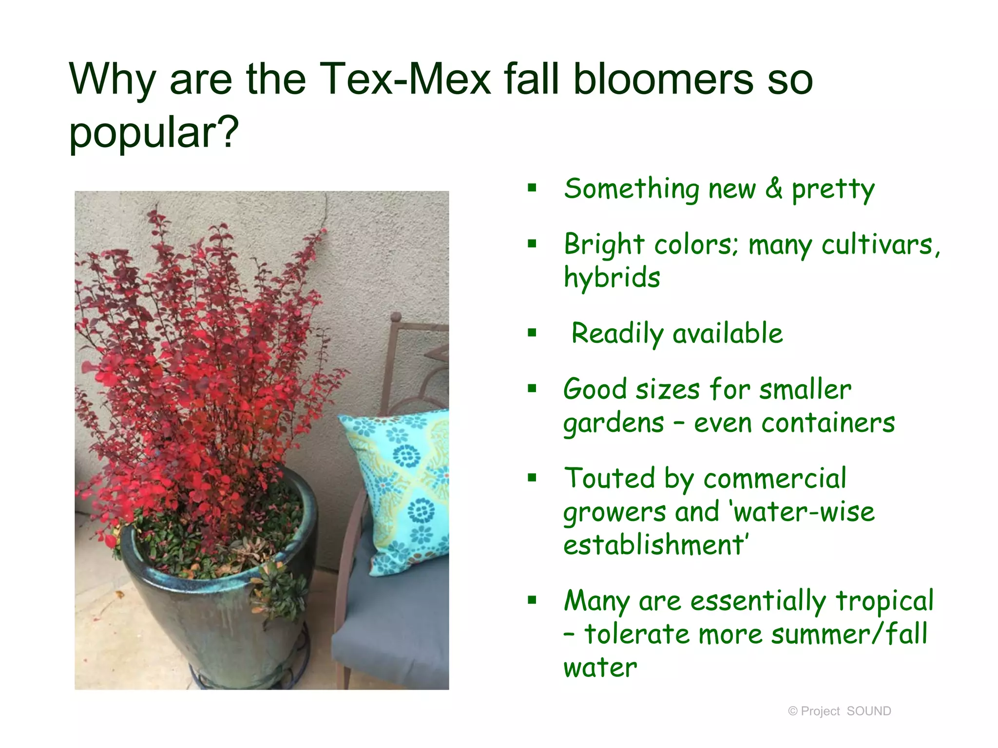 Why are the Tex-Mex fall bloomers so
popular?
 Something new & pretty
 Bright colors; many cultivars,
hybrids
 Readily available
 Good sizes for smaller
gardens – even containers
 Touted by commercial
growers and ‘water-wise
establishment’
 Many are essentially tropical
– tolerate more summer/fall
water
© Project SOUND
 
