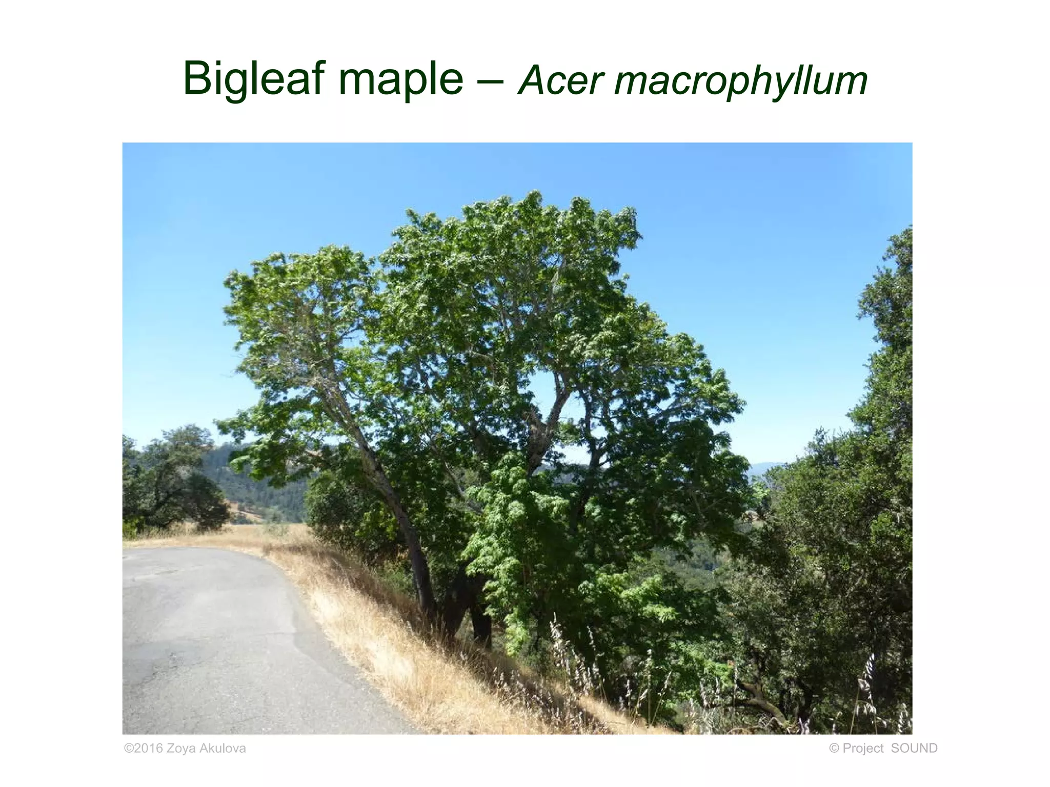 © Project SOUND
Bigleaf maple – Acer macrophyllum
©2016 Zoya Akulova
 