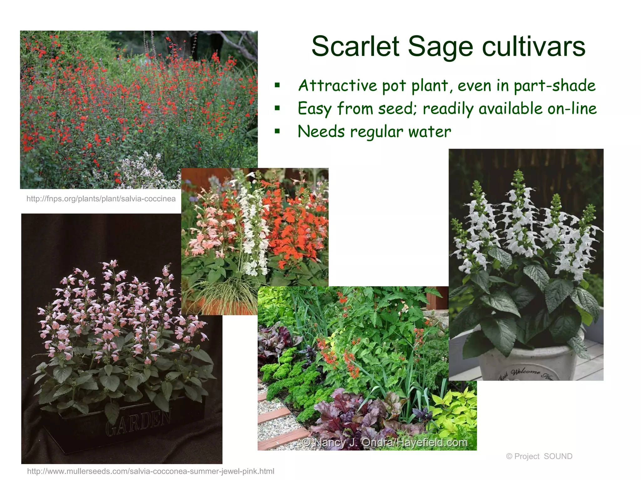 © Project SOUND
Scarlet Sage cultivars
 Attractive pot plant, even in part-shade
 Easy from seed; readily available on-line
 Needs regular water
http://fnps.org/plants/plant/salvia-coccinea
http://www.mullerseeds.com/salvia-cocconea-summer-jewel-pink.html
 