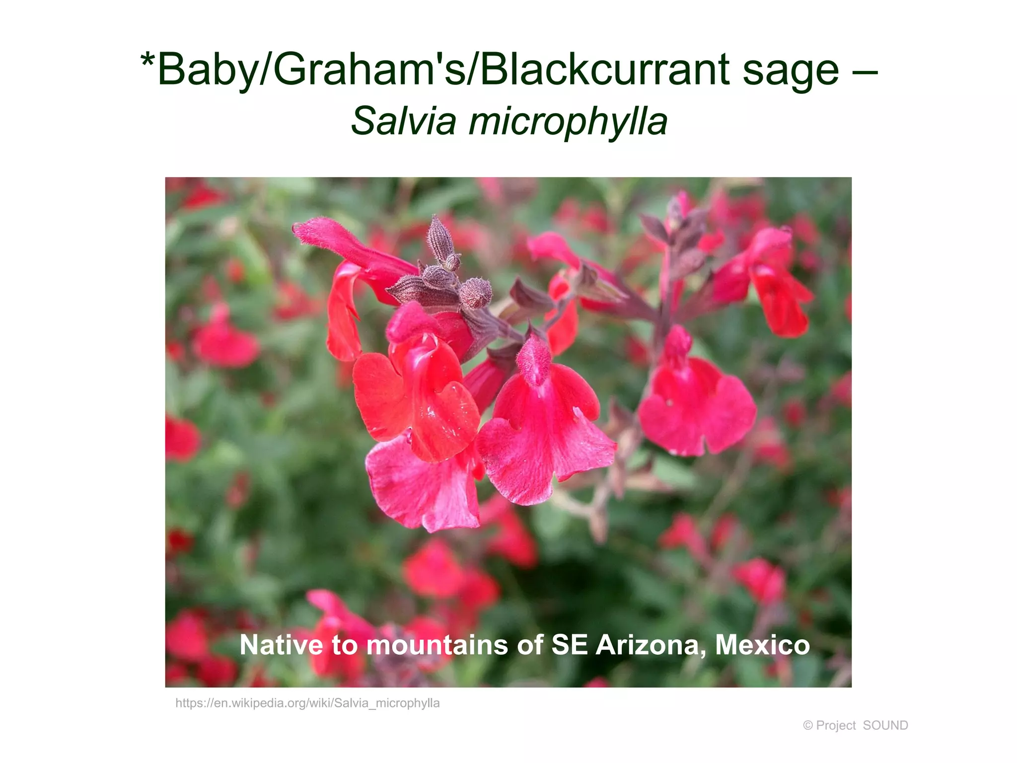 © Project SOUND
*Baby/Graham's/Blackcurrant sage –
Salvia microphylla
https://en.wikipedia.org/wiki/Salvia_microphylla
Native to mountains of SE Arizona, Mexico
 