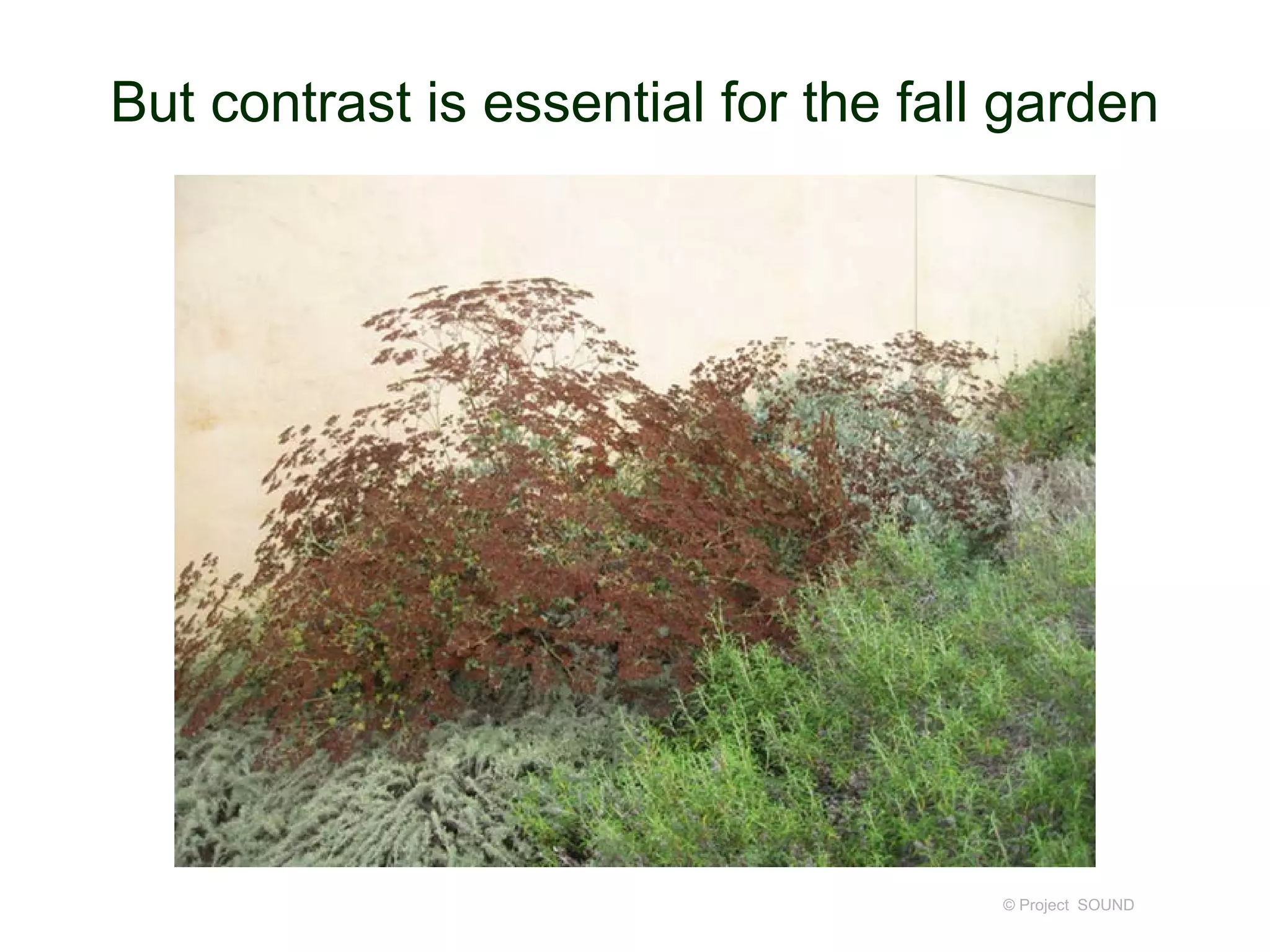 But contrast is essential for the fall garden
© Project SOUND
 