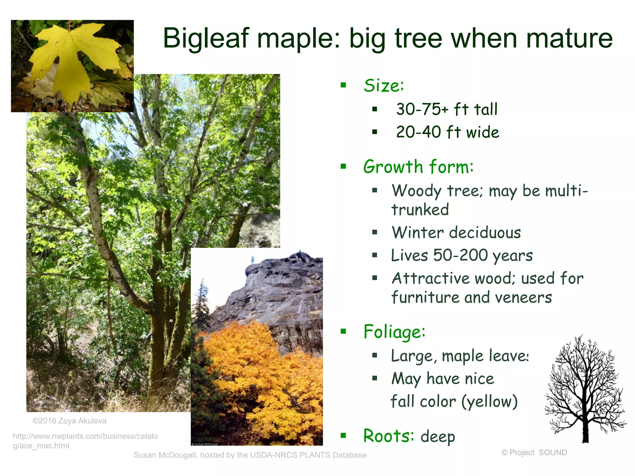 © Project SOUND
Bigleaf maple: big tree when mature
 Size:
 30-75+ ft tall
 20-40 ft wide
 Growth form:
 Woody tree; may be multi-
trunked
 Winter deciduous
 Lives 50-200 years
 Attractive wood; used for
furniture and veneers
 Foliage:
 Large, maple leaves
 May have nice
fall color (yellow)
 Roots: deep
Susan McDougall, hosted by the USDA-NRCS PLANTS Database
©2016 Zoya Akulova
http://www.nwplants.com/business/catalo
g/ace_mac.html
 