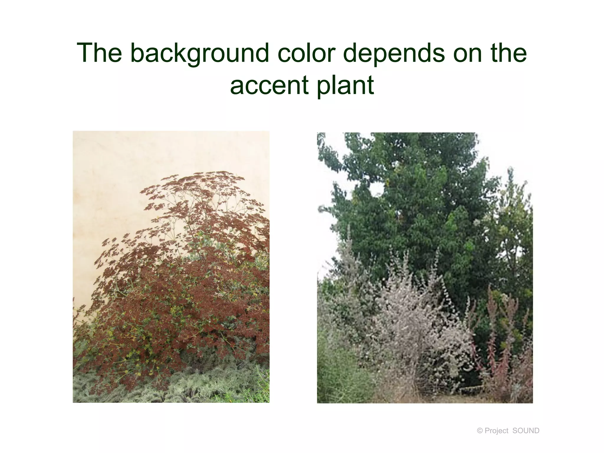 The background color depends on the
accent plant
© Project SOUND
 