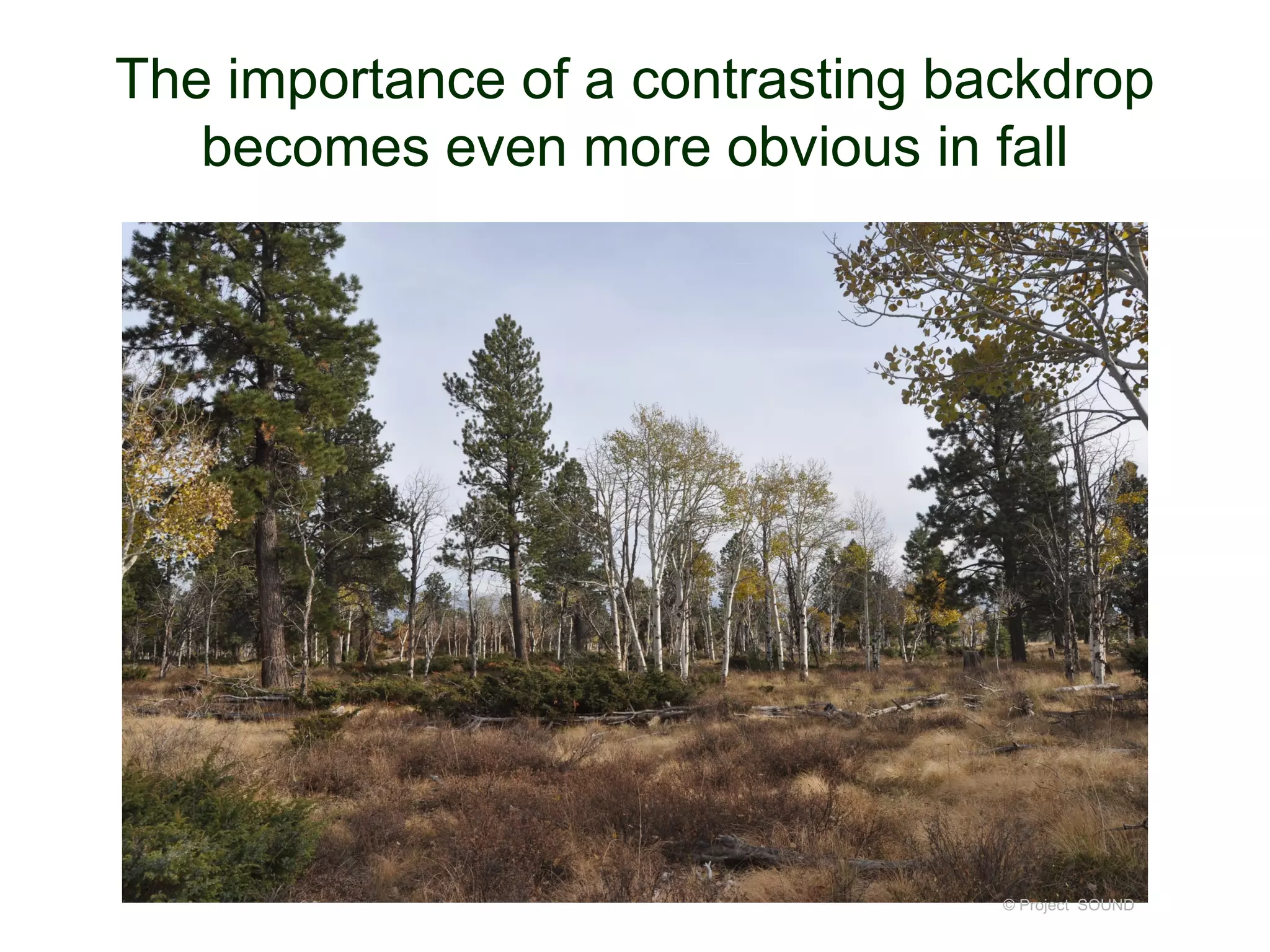 The importance of a contrasting backdrop
becomes even more obvious in fall
© Project SOUND
 