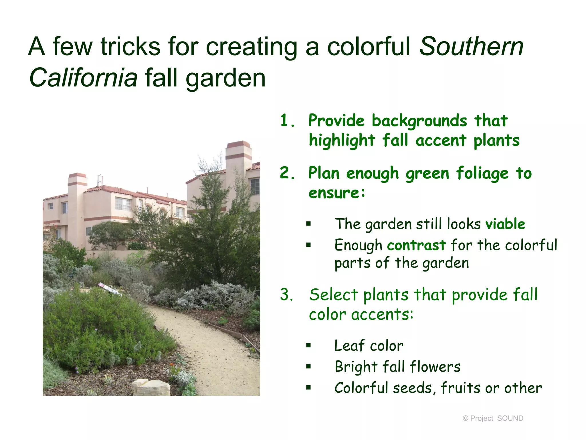 A few tricks for creating a colorful Southern
California fall garden
1. Provide backgrounds that
highlight fall accent plants
2. Plan enough green foliage to
ensure:
 The garden still looks viable
 Enough contrast for the colorful
parts of the garden
3. Select plants that provide fall
color accents:
 Leaf color
 Bright fall flowers
 Colorful seeds, fruits or other
© Project SOUND
 