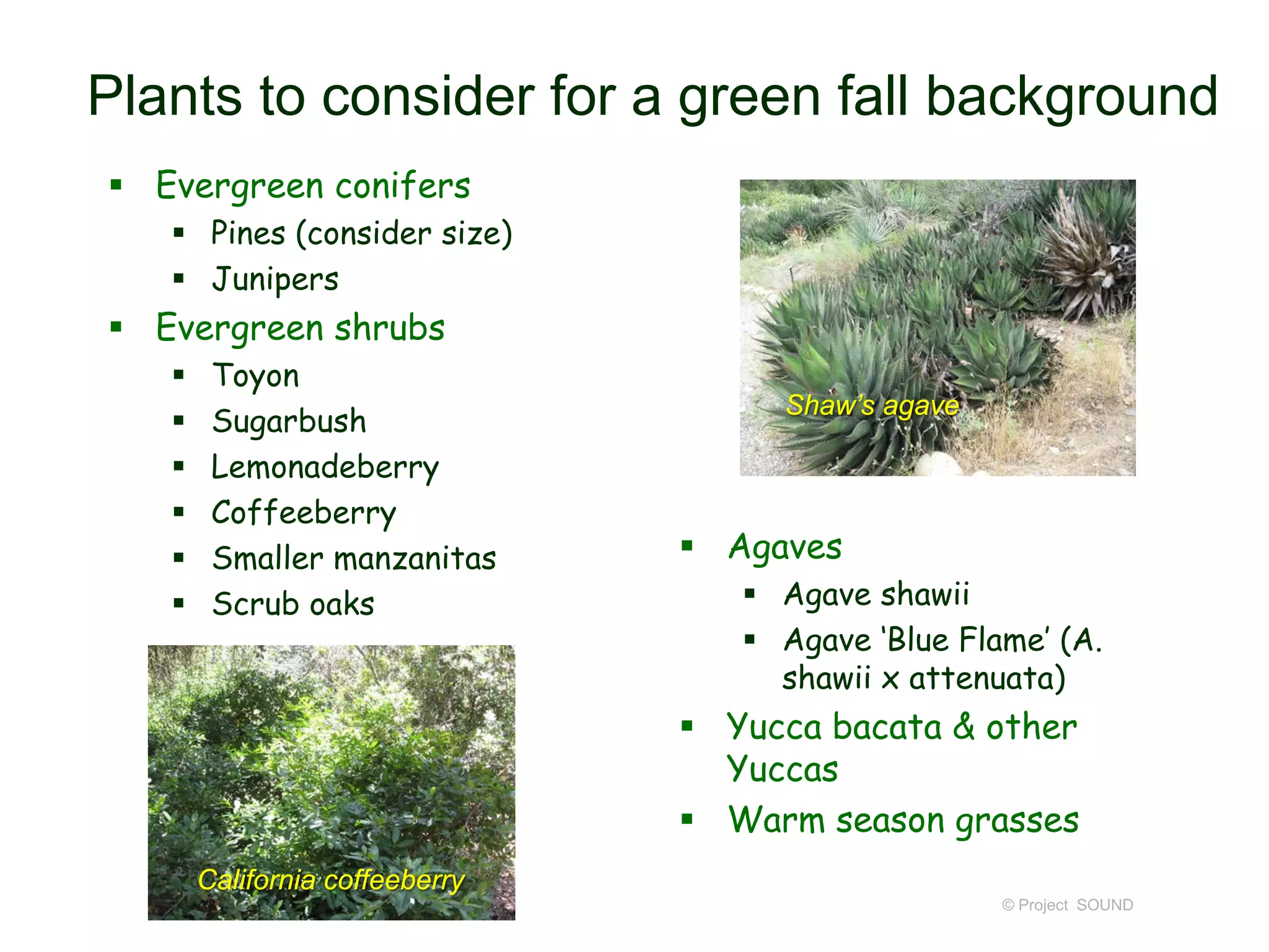 Plants to consider for a green fall background
 Evergreen conifers
 Pines (consider size)
 Junipers
 Evergreen shrubs
 Toyon
 Sugarbush
 Lemonadeberry
 Coffeeberry
 Smaller manzanitas
 Scrub oaks
 Agaves
 Agave shawii
 Agave ‘Blue Flame’ (A.
shawii x attenuata)
 Yucca bacata & other
Yuccas
 Warm season grasses
© Project SOUND
Shaw’s agave
California coffeeberry
 