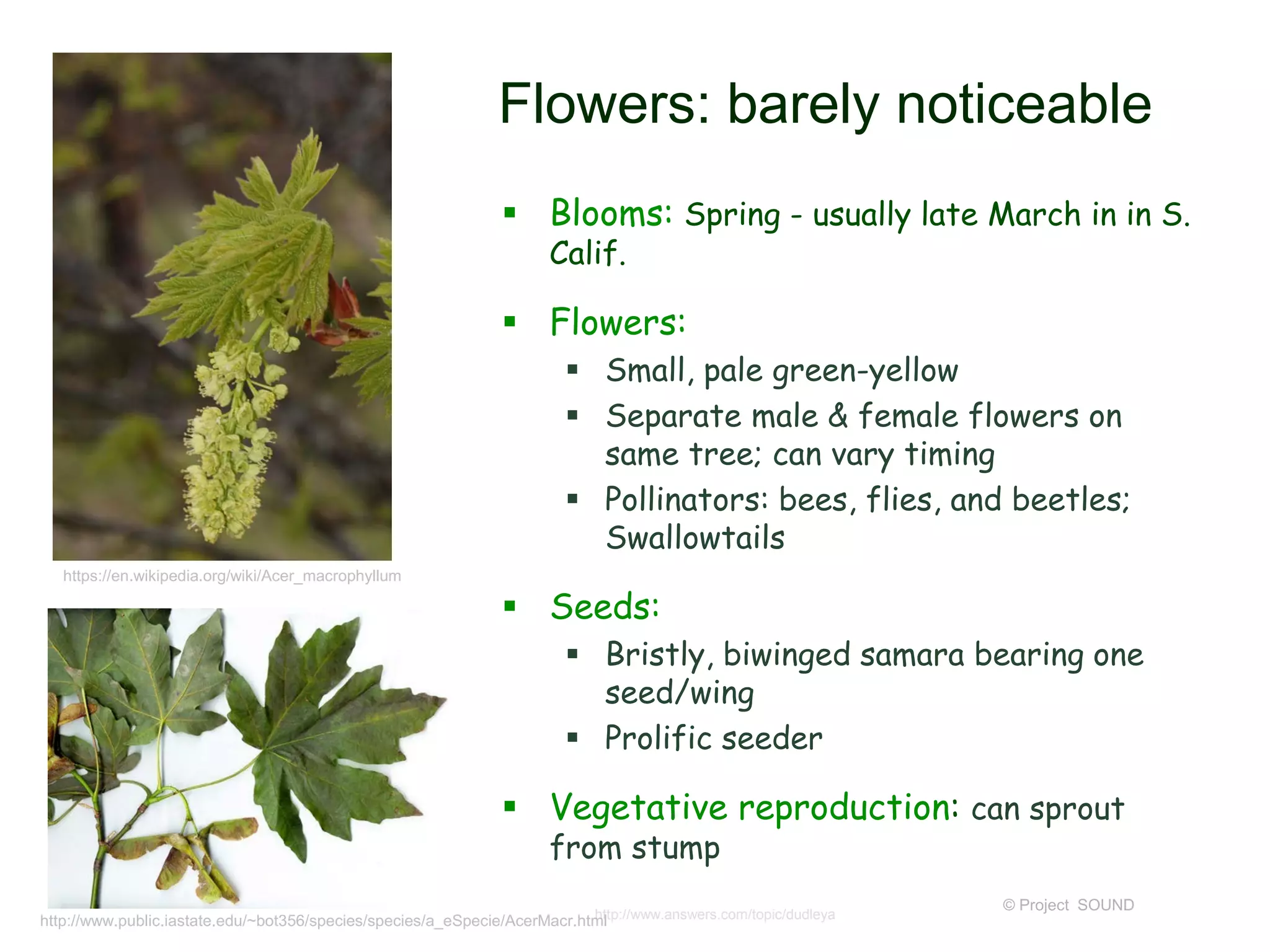 © Project SOUND
Flowers: barely noticeable
 Blooms: Spring - usually late March in in S.
Calif.
 Flowers:
 Small, pale green-yellow
 Separate male & female flowers on
same tree; can vary timing
 Pollinators: bees, flies, and beetles;
Swallowtails
 Seeds:
 Bristly, biwinged samara bearing one
seed/wing
 Prolific seeder
 Vegetative reproduction: can sprout
from stump
http://www.answers.com/topic/dudleya
https://en.wikipedia.org/wiki/Acer_macrophyllum
http://www.public.iastate.edu/~bot356/species/species/a_eSpecie/AcerMacr.html
 