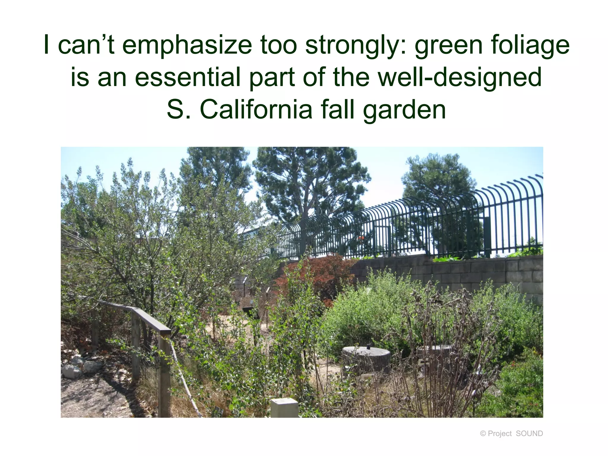 I can’t emphasize too strongly: green foliage
is an essential part of the well-designed
S. California fall garden
© Project SOUND
 