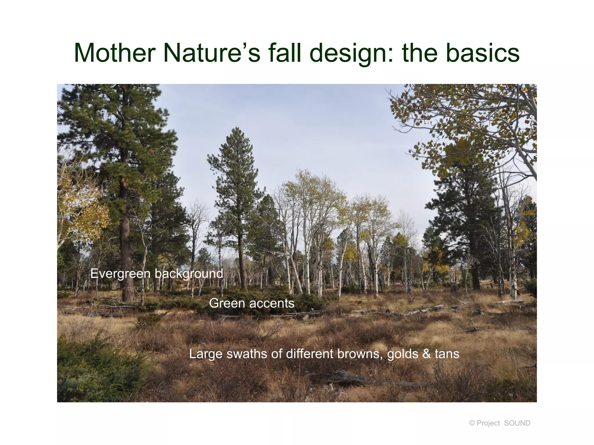 Mother Nature’s fall design: the basics
© Project SOUND
Evergreen background
Green accents
Large swaths of different browns, golds & tans
 