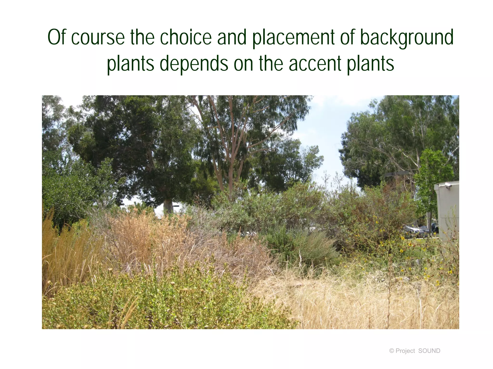 Of course the choice and placement of background
plants depends on the accent plants
© Project SOUND
 