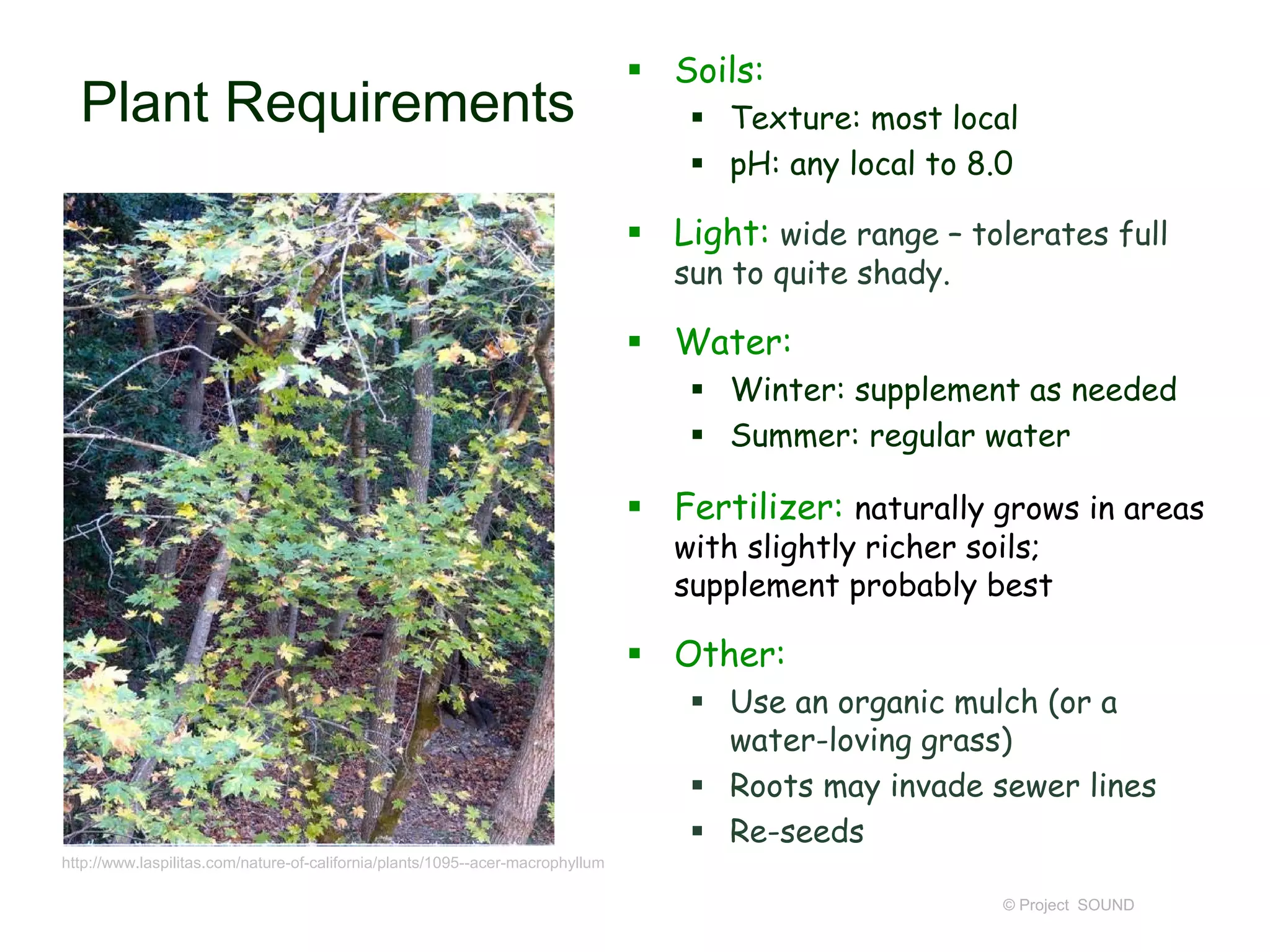 © Project SOUND
Plant Requirements
 Soils:
 Texture: most local
 pH: any local to 8.0
 Light: wide range – tolerates full
sun to quite shady.
 Water:
 Winter: supplement as needed
 Summer: regular water
 Fertilizer: naturally grows in areas
with slightly richer soils;
supplement probably best
 Other:
 Use an organic mulch (or a
water-loving grass)
 Roots may invade sewer lines
 Re-seeds
http://www.laspilitas.com/nature-of-california/plants/1095--acer-macrophyllum
 
