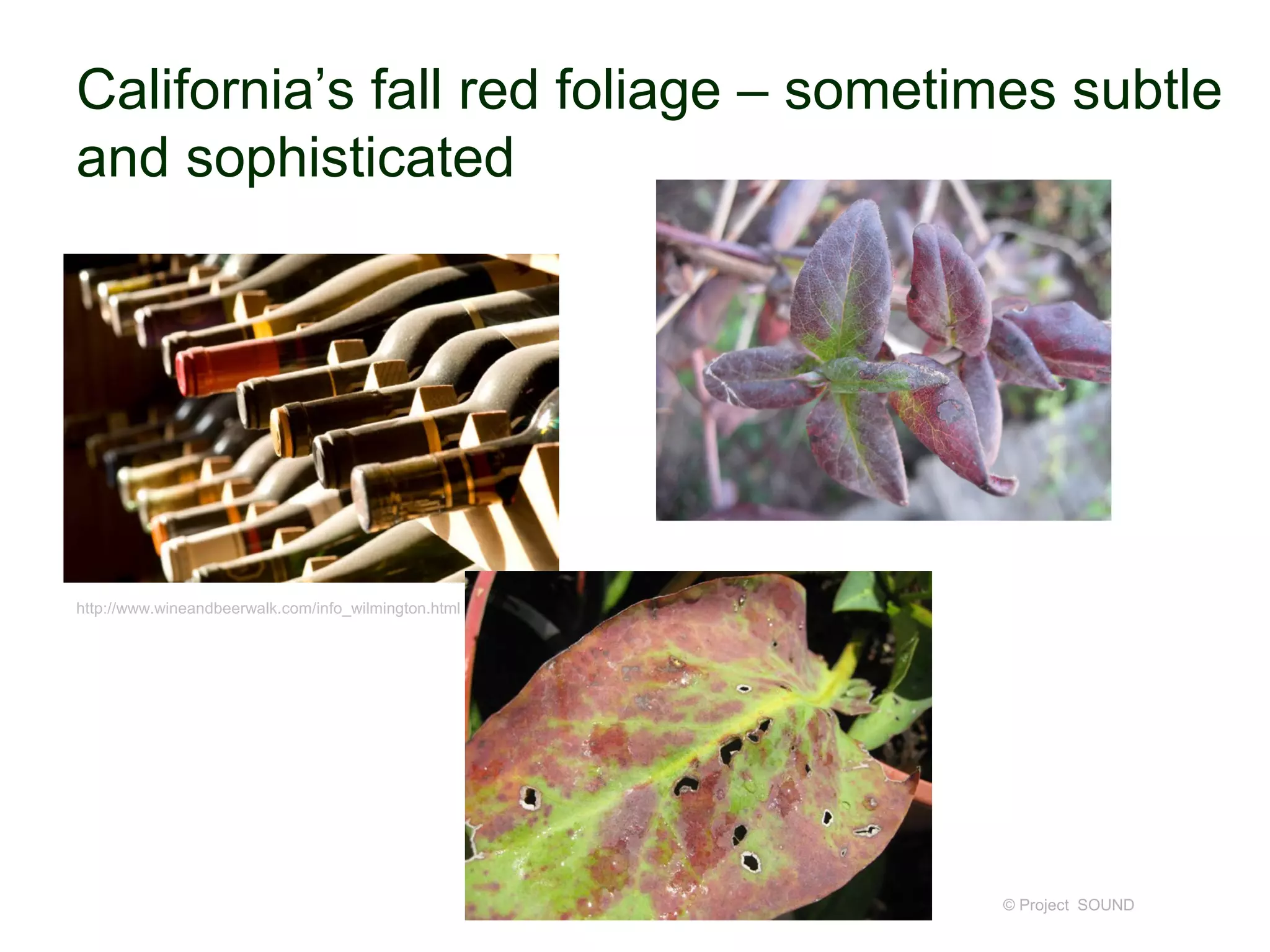 California’s fall red foliage – sometimes subtle
and sophisticated
© Project SOUND
http://www.wineandbeerwalk.com/info_wilmington.html
 