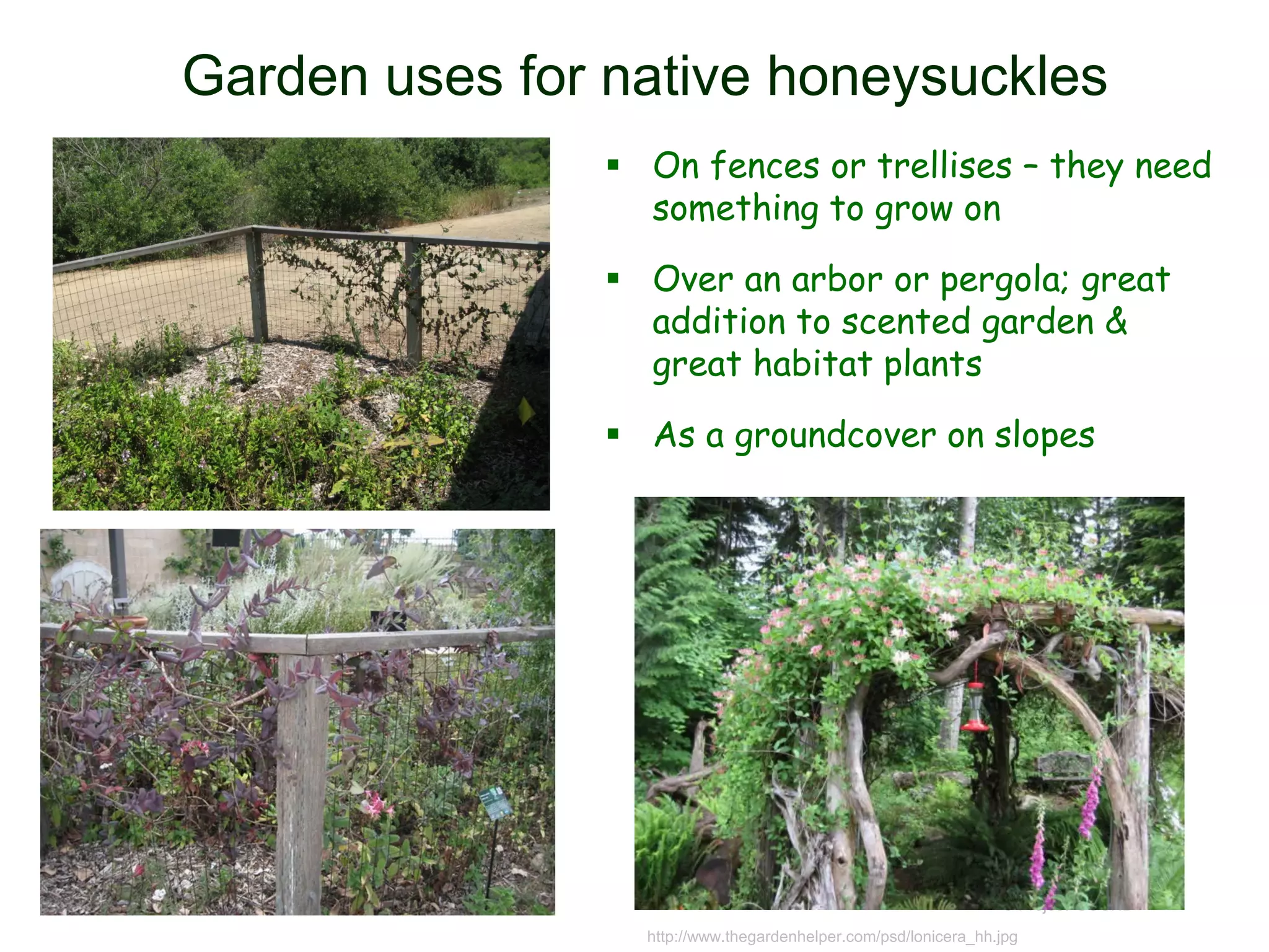 Garden uses for native honeysuckles
 On fences or trellises – they need
something to grow on
 Over an arbor or pergola; great
addition to scented garden &
great habitat plants
 As a groundcover on slopes
© Project SOUND
http://www.thegardenhelper.com/psd/lonicera_hh.jpg
 