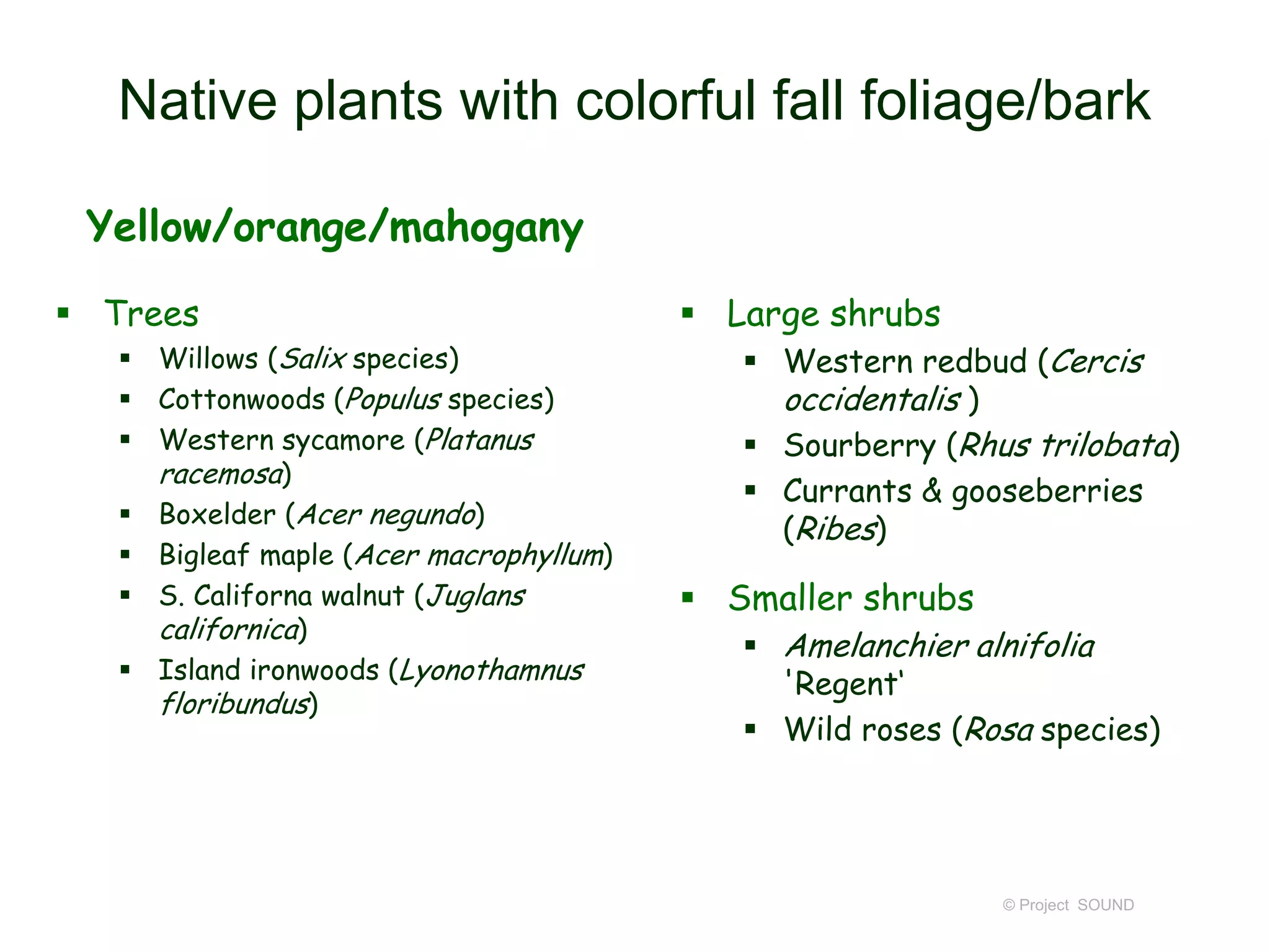 Native plants with colorful fall foliage/bark
Yellow/orange/mahogany
 Trees
 Willows (Salix species)
 Cottonwoods (Populus species)
 Western sycamore (Platanus
racemosa)
 Boxelder (Acer negundo)
 Bigleaf maple (Acer macrophyllum)
 S. Californa walnut (Juglans
californica)
 Island ironwoods (Lyonothamnus
floribundus)
 Large shrubs
 Western redbud (Cercis
occidentalis )
 Sourberry (Rhus trilobata)
 Currants & gooseberries
(Ribes)
 Smaller shrubs
 Amelanchier alnifolia
'Regent‘
 Wild roses (Rosa species)
© Project SOUND
 