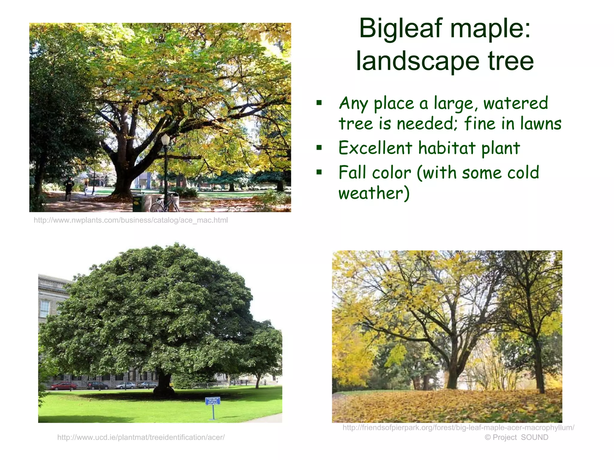 © Project SOUND
Bigleaf maple:
landscape tree
 Any place a large, watered
tree is needed; fine in lawns
 Excellent habitat plant
 Fall color (with some cold
weather)
http://www.nwplants.com/business/catalog/ace_mac.html
http://www.ucd.ie/plantmat/treeidentification/acer/
http://friendsofpierpark.org/forest/big-leaf-maple-acer-macrophyllum/
 