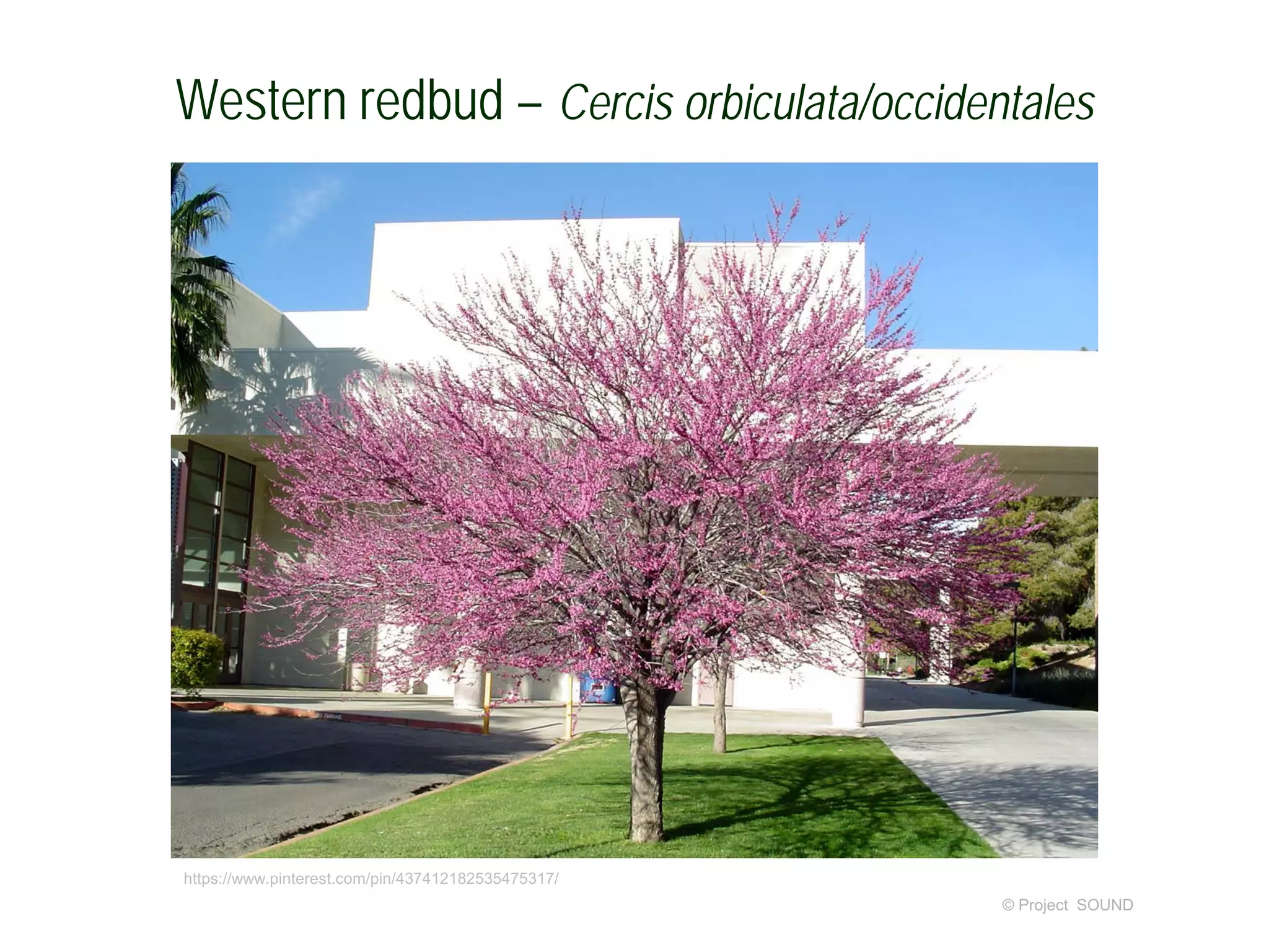 © Project SOUND
Western redbud – Cercis orbiculata/occidentales
https://www.pinterest.com/pin/437412182535475317/
 