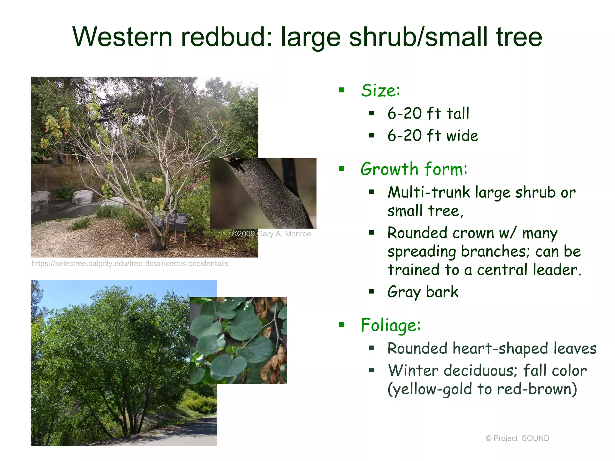 © Project SOUND
Western redbud: large shrub/small tree
 Size:
 6-20 ft tall
 6-20 ft wide
 Growth form:
 Multi-trunk large shrub or
small tree,
 Rounded crown w/ many
spreading branches; can be
trained to a central leader.
 Gray bark
 Foliage:
 Rounded heart-shaped leaves
 Winter deciduous; fall color
(yellow-gold to red-brown)
https://selectree.calpoly.edu/tree-detail/cercis-occidentalis
©2009 Gary A. Monroe
 