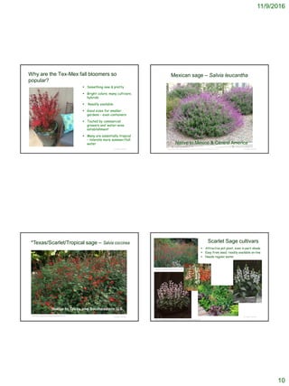 11/9/2016
10
Why are the Tex-Mex fall bloomers so
popular?
 Something new & pretty
 Bright colors; many cultivars,
hybrids
 Readily available
 Good sizes for smaller
gardens – even containers
 Touted by commercial
growers and ‘water-wise
establishment’
 Many are essentially tropical
– tolerate more summer/fall
water
© Project SOUND
Mexican sage – Salvia leucantha
© Project SOUNDhttp://www.sb.watersavingplants.com/eplant.php?plantnum=1480&return=b_aS
Native to Mexico & Central America
© Project SOUND
*Texas/Scarlet/Tropical sage – Salvia coccinea
https://www.pinterest.com/waterlooatx/hamel-2014/
Native to Texas and Southeastern U.S.
© Project SOUND
Scarlet Sage cultivars
 Attractive pot plant, even in part-shade
 Easy from seed; readily available on-line
 Needs regular water
http://fnps.org/plants/plant/salvia-coccinea
http://www.mullerseeds.com/salvia-cocconea-summer-jewel-pink.html
 
