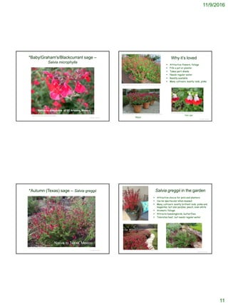 11/9/2016
11
© Project SOUND
*Baby/Graham's/Blackcurrant sage –
Salvia microphylla
https://en.wikipedia.org/wiki/Salvia_microphylla
Native to mountains of SE Arizona, Mexico
© Project SOUND
Why it’s loved
 Attractive flowers, foliage
 Fills a pot or planter
 Takes part-shade
 Needs regular water
 Readily available
 Many cultivars, mostly reds, pinks
https://englishgardeneclectic.wordpress.com/2012/08/14/2012-the-winners/
http://www.prideofplaceplants.com/2011/plants/salvia-greggii-heatwave-blaze/
‘Blaze’
http://www.sfbotanicalgarden.org/garden/bloom_14_12.shtml
‘Hot Lips’
© Project SOUND
*Autumn (Texas) sage – Salvia greggii
http://www.geoscapenursery.com/Perennials.html
Native to Texas, Mexico
© Project SOUND
Salvia greggii in the garden
 Attractive choice for pots and planters
 Can be spectacular when massed
 Many cultivars: mostly brilliant reds, pinks and
magentas, but also purples, peach, even white
 Aromatic foliage
 Attracts hummingbirds, butterflies
 Tolerates heat, but needs regular water
http://www.eldoradowindyfarm.com/SFBG-salviavarious.html
http://dancingredranch.com/where-have-all-the-hummingbirds-gone/
 