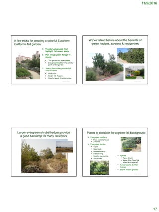 11/9/2016
17
A few tricks for creating a colorful Southern
California fall garden
1. Provide backgrounds that
highlight fall accent plants
2. Plan enough green foliage to
ensure:
 The garden still looks viable
 Enough contrast for the colorful
parts of the garden
3. Select plants that provide fall
color accents:
 Leaf color
 Bright fall flowers
 Colorful seeds, fruits or other
© Project SOUND
We’ve talked before about the benefits of
green hedges, screens & hedgerows
© Project SOUND
Larger evergreen shrubs/hedges provide
a good backdrop for many fall colors
© Project SOUND
Plants to consider for a green fall background
 Evergreen conifers
 Pines (consider size)
 Junipers
 Evergreen shrubs
 Toyon
 Sugarbush
 Lemonadeberry
 Coffeeberry
 Smaller manzanitas
 Scrub oaks
 Agaves
 Agave shawii
 Agave ‘Blue Flame’ (A.
shawii x attenuata)
 Yucca bacata & other
Yuccas
 Warm season grasses
© Project SOUND
Shaw’s agave
California coffeeberry
 