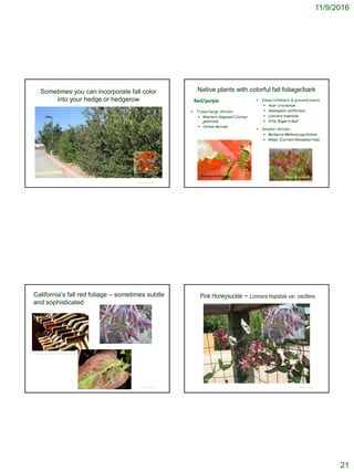 11/9/2016
21
Sometimes you can incorporate fall color
into your hedge or hedgerow
© Project SOUND
Native plants with colorful fall foliage/bark
 Trees/large shrubs
 Western dogwood (Cornus
glabrata)
 Cornus sericea
Red/purple  Vines/climbers & groundcovers
 Acer circinatum
 Anemopsis californica
 Lonicera hispidula
 Vitis ‘Roger’s Red’
 Smaller shrubs
 Berberis/Mahonia aquifolium
 Ribes (Currant/Gooseberries)
© Project SOUND
Mahonia aquifolium Ribes speciosum
California’s fall red foliage – sometimes subtle
and sophisticated
© Project SOUND
http://www.wineandbeerwalk.com/info_wilmington.html
Pink Honeysuckle – Lonicera hispidula var. vacillans
© Project SOUND
 