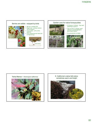 11/9/2016
22
© Project SOUND
Berries are edible – enjoyed by birds
 Berries in summer/fall
 Bright red – in showy clusters –
can be dramatic
 Fruits edible – with a little
sweetner
 Fruit-eating birds will take care
of them for you
http://www.backyardnature.net/n/09/091004.htm
http://blog.duncraft.com/2010/08/10/feed-fruit-and-
berries-to-your-birds/
Cedar waxwing
Garden uses for native honeysuckles
 On fences or trellises – they need
something to grow on
 Over an arbor or pergola; great
addition to scented garden &
great habitat plants
 As a groundcover on slopes
© Project SOUND
http://www.thegardenhelper.com/psd/lonicera_hh.jpg
© Project SOUND
Yerba Mansa – Anemopsis californica S. California’s native fall colors:
sometimes warm and bright
© Project SOUND
 