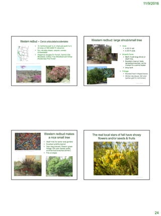 11/9/2016
24
 N. California east to S. Utah and south to S.
Arizona; at 500-6000 ft. elevation
 Dry, shrubby slopes, canyons, ravines,
streambanks
 Chaparral, Douglas Fir Forest, Central Oak
Woodland, Joshua Tree Woodland and Yellow
(Ponderosa) Pine Forest
© Project SOUND
Western redbud – Cercis orbiculata/occidentales
http://clminternship.org/blog/?author=572&paged=2 ©2005 Gary A. Monroe
http://dendro.cnre.vt.edu/dendrology/syllabus/factsheet.cfm?ID=203
© Project SOUND
Western redbud: large shrub/small tree
 Size:
 6-20 ft tall
 6-20 ft wide
 Growth form:
 Multi-trunk large shrub or
small tree,
 Rounded crown w/ many
spreading branches; can be
trained to a central leader.
 Gray bark
 Foliage:
 Rounded heart-shaped leaves
 Winter deciduous; fall color
(yellow-gold to red-brown)
https://selectree.calpoly.edu/tree-detail/cercis-occidentalis
©2009 Gary A. Monroe
© Project SOUND
Western redbud makes
a nice small tree
 Small tree for water-wise gardens
 Excellent wildlife habitat
 Year-long interest: flowers, green
foliage, fall color (leaves, pods),
architectural branches (winter)
 Fine on slopes
https://www.pinterest.com/pin/11962755236984876/
The real local stars of fall have showy
flowers and/or seeds & fruits
© Project SOUND
 