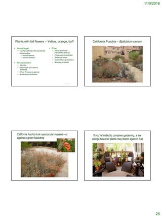 11/9/2016
25
Plants with fall flowers – Yellow, orange, buff
 Shrubs (large)
 Coyote bush (Baccharis pilularis)
 Goldenbushes
 Hazardia species
 Isocoma menziesii
 Shrubs (smaller)
 Abutilon
 Rabbitbush (Ericameria
nauseosa)
 Other Ericameria species
 Gutierrezia californica
 Other
 Annual sunflower
(Helianthus annuus)
 Clinopodium mimuloides
 Epilobium canum
 Heterotheca grandiflora
 Mimulus cardinalis
© Project SOUND
California Fuschia – Epilobium canum
California fuschia look spectacular massed – or
against a green backdrop
© Project SOUND
If you’re limited to container gardening, a few
orange-flowered plants may bloom again in Fall
© Project SOUND
http://www.livingandkitchen.com/15454-cheap-adirondack-chairs-exterior-modern-with-adirondak-deck-dobkins-house-floor-to-ceiling-
window-frank-lloyd-wright-mid-century-patio-potted/cheap-adirondack-chairs-porch-beach-with-adirondack-chairs-area-rug-container-
plants-hurricane-lamps-neutral-colors-outdoor-cushions/
 