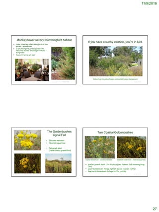 11/9/2016
27
© Project SOUND
Monkeyflower savory: hummingbird habitat
 Under trees and other shady parts of the
garden - groundcover
 In a hummingbird garden paired with
Heuchera maxima & Aquilegia Formosa –
mid-ground
 As an attractive pot plant
http://www.anniesannuals.com/plt_lst/lists/general/lst.g
en.asp?prodid=950https://c2.staticflickr.com/6/5579/14797700067_98a9c7fccf.jpg
If you have a sunny location, you’re in luck
© Project SOUND
Notice how the yellow flowers contrast with green background
The Goldenbushes
signal Fall
 Isocoma menziesii
 Hazardia squarrosa
 Telegraph plant
(Heterotheca grandiflora)
© Project SOUND © Project SOUND
Two Coastal Goldenbushes
 Similar growth habit (2-4 ft shrub) and flowers; fall blooming (Aug-
Oct)
 Coast Goldenbush: foliage lighter; leaves rounder, softer,
 Sawtooth Goldenbush: foliage stiffer, prickly
Coastal Goldenbush – Isocoma menziesii Sawtooth Goldenbush – Hazardia squarrosa
 