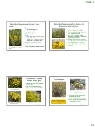 11/9/2016
28
© Project SOUND
Goldenbushes are easy to grow in our
area…
 Soils:
 Texture: any, even clay
 pH: any, even alkali
 Light: full sun best
 Water:
 Young plants: need some water to get
going – plant in fall
 Summer: little to moderate (Zone 2);
looks better with occasional water
 Fertilizer: none (although probably
wouldn’t hurt it)
 Other: even tolerates seaside conditions
Cut back yearly in the fall after
bloom
Goldenbushes are excellent choices for
local water-wise gardens
 Do well in almost any local soil
 Water-wise & sun loving – need little
to no supplemental water
 Good size for mid-bed; foliage
provides nice contrast to foreground
plants (spring/summer)
 Great for erosion control on slopes;
mix with grasses, other native shrubs
 Super habitat plants: butterflies,
bees, birds in fall (when such habitat
is needed)
© Project SOUND
Ericamerias – smaller
shrubs for fall gold
 Shorter and more shrub-like than
Goldenbushes
 Like occasional summer water
 Glorious color – fantastic habitat
© Project SOUND
Ericameria linearifolia
Ericameria ericoides
Ericameria nauseosa
The Senecios
© Project SOUND
Senecio flaccidus var. douglasii
Senecio californicus
©2015 Zoya Akulova
 Look more like native perennial
asters or sub-shrubs
 Fewer flowers, but nice foliage
 Green up with late summer water
 Fabulous habitat plants
We will have some of these
for sale at the Fall Plant Sale
Nov. 18, 19 - CSUDH
 