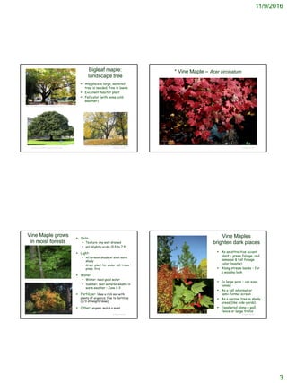 11/9/2016
3
© Project SOUND
Bigleaf maple:
landscape tree
 Any place a large, watered
tree is needed; fine in lawns
 Excellent habitat plant
 Fall color (with some cold
weather)
http://www.nwplants.com/business/catalog/ace_mac.html
http://www.ucd.ie/plantmat/treeidentification/acer/
http://friendsofpierpark.org/forest/big-leaf-maple-acer-macrophyllum/
© Project SOUND
* Vine Maple – Acer circinatum
© Clayton J. Antieau.
© Project SOUND
Vine Maple grows
in moist forests
 Soils:
 Texture: any well-drained
 pH: slightly acidic (5.5 to 7.5)
 Light:
 Afternoon shade or even more
shady
 Great plant for under tall trees –
pines, firs
 Water:
 Winter: need good water
 Summer: best watered weekly in
warm weather – Zone 2-3
 Fertilizer: likes a rich soil with
plenty of organics; fine to fertilize
(2/3 strength/dose)
 Other: organic mulch a must
http://oregonstate.edu/dept/ldplants/acci1.htm
http://oregonstate.edu/dept/ldplants/acci1.htm
© Project SOUND
Vine Maples
brighten dark places
 As an attractive accent
plant – green foliage, red
samaras & fall foliage
color (maybe)
 Along stream banks – for
a woodsy look
 In large pots – can even
bonsai
 As a tall informal or
semi-formal screen
 As a narrow tree in shady
areas (like side-yards)
 Espaliered along a wall,
fence or large trellis
Susan McDougall @ USDA-NRCS PLANTS Database
© 2003, G. D. Carr
 