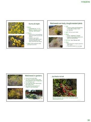 11/9/2016
30
© Project SOUND
Sunny & bright
 Blooms:
 Usually May-Nov. in S. CA
 Blooms in response to rain or
watering – quite dramatic
 Flowers:
 Small (1/4 to 1 inch) sunflower
heads with yellow ray and disk
flowers
 Fantastic insect plant;
attracts wide range of insect
pollinators (beetles, flies,
bees, butterflies and others)
 Seeds: fluffy sunflower seeds
are favorite of birds
©2010 Neal Kramer
© Project SOUND
Matchweeds are hardy, drought-resistant plants
 Soils:
 Texture: prefers well-drained soils;
if clay, plant on slope or berm
 pH: any local
 Light: full sun to part-shade
 Water:
 Winter: supplement if needed
 Summer: very drought tolerant, but
best with monthly water
 Fertilizer: none; likes poor soils
 Other:
 Mulch should be inorganic (gravel) or
light organic
 Prune back (nibble) for nice shape
©2010 Neal Kramer
© Project SOUND
Matchweed in gardens
 As an attractive pot plant
 As a filler in mixed dry beds; great
with buckwheats, silver-foliage plants
 For Fall flower color
 As an important insect habitat plant,
particularly in Fall
 As a medicinal: warm poultice of
foliage for joint/muscle pain
©2009 Barry Breckling http://www.flickriver.com/photos/eastbaywilds/sets/72157630212655446/
…but that’s not all
© Project SOUND
Berries of Summer holly and other fruit-bearing natives
often provide Fall color
 