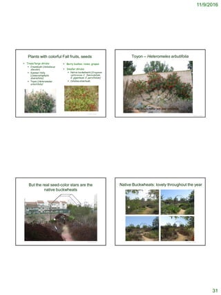 11/9/2016
31
Plants with colorful Fall fruits, seeds
 Trees/large shrubs
 Creambush (Holodiscus
discolor)
 Summer Holly
(Comarostaphylis
diversifolia)
 Toyon (Heteromeles
arbutifolia)
 Berry bushes, roses, grapes
 Smaller shrubs
 Native buckwheats (Eriogonum
californicum; E. fasciculatum;
E. giganteum; E. parvifolium)
 Catalina silverbush
© Project SOUND
Toyon – Heteromeles arbutifolia
© Project SOUND
Toyon color occurs earlier with drier conditions
© Project SOUND
But the real seed-color stars are the
native buckwheats
Native Buckwheats: lovely throughout the year
© Project SOUND
 