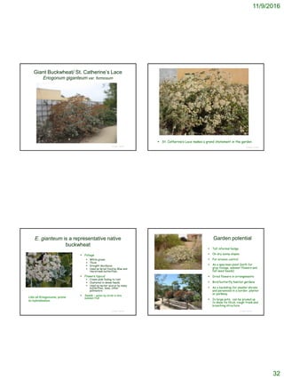 11/9/2016
32
Giant Buckwheat/ St. Catherine’s Lace
Eriogonum giganteum var. formosum
© Project SOUND
© Project SOUND
 St. Catherine’s Lace makes a grand statement in the garden
© Project SOUND
E. gianteum is a representative native
buckwheat
 Foliage
 White-green
 Thick
 Drought deciduous
 Used as larval food by Blue and
Hairstreak butterflies
 Flowers typical
 Cream-pink fading to rust
 Clustered in dense heads
 Used as nectar source by many
butterflies, bees, other
pollinators
 Seeds – eaten by birds in late
summer/fall
http://www.timetotrack.com/jay/stcath.htm
Like all Eriogonums, prone
to hybridization
© Project SOUND
Garden potential
 Tall informal hedge
 On dry sunny slopes
 For erosion control
 As a specimen plant (both for
gray foliage, summer flowers and
fall seed heads)
 Dried flowers in arrangements
 Bird/butterfly habitat gardens
 As a backdrop for smaller shrubs
and perennials in a border, planter
or parkway
 In large pots; can be pruned up
to show its thick, rough trunk and
branching structure
 