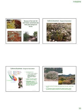 11/9/2016
33
Because of their dark fall
seed heads, buckwheats also
make good background
shrubs
© Project SOUND
https://plus.google.com/s/Eriogonum%20giganteum/top
© Project SOUND
California Buckwheat - Eriogonum fasciculatum
© Project SOUND
California Buckwheat - Eriogonum fasciculatum
 Southwestern U.S.
 to Utah, Arizona, nw Mexico
 s Sierra Nevada, Central
Western California,
Southwestern California,
East of Sierra Nevada,
Desert
 Common. Dry slopes, washes,
canyons in scrub < 2300 m.
 fasciculatum : derived from
a Latin word meaning
"bundles" and describing the
way the leaves are attached
to the leaf stem in little
bunches or 'fascicles'
http://www.cnr.vt.edu/DENDRO/dendrology/Syllab
us2/factsheet.cfm?ID=639
http://ucjeps.berkeley.edu/cgi-bin/get_JM_treatment.pl?5936,5994,6045
var. fasciculatum
var. foliolosum
© Project SOUND
 var. fasciculatum: Dry slopes and canyons near the coast, coastal sage
scrub
 var. foliolosum: Sandy to gravelly flats, slopes & canyons , mixed
grassland and chaparral communities, oak and conifer woodlands
http://www.cnps.org/cnps/nativeplants/gallery/ingram/index.php
 