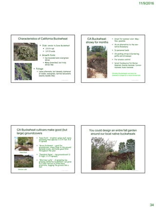 11/9/2016
34
© Project SOUND
Characteristics of California Buckwheat
 Size: similar to Dune Buckwheat
 2-5 ft tall
 3-5 ft wide
 Growth form:
 low mounded semi-evergreen
shrub
 Many-branched, but truly
shrub-like
http://www.newportbay.org/plants/index.html
 Foliage:
 Leave alternate, but densely clustered
at nodes, evergreen, narrow lanceolate
(nearly needle-like)
http://www.birdmom.net/wildflowerspink.html
© Project SOUND
CA Buckwheat:
showy for months
 Great for summer color: May-
Nov. possible
 As an alternative to the non-
native Rosemary
 In perennial beds
 On parking strips & bordering
paths and driveways
 For erosion control
 larval foodsource for Morman
Metalmark, Bramble Hairstreak, Common
Hairstreak, Avalon Hairstreak
Shrubby Buckwheats can even be
sheared to shape for a more formal look
© Project SOUND
CA Buckwheat cultivars make good (but
large) groundcovers
 ‘Dana Point’ - brighter green leaf, more
mounding than species; 2-3 ft tall, 5-8
ft spread
 'Bruce Dickinson' – good for
groundcover; stays close to the ground,
spreads nicely, and holds good form
throughout the year.
 ‘Theodore Payne' – low groundcover (1
ft high; 1-3 ft spread)
 'Warriner Lytle' - A sprawling low
growing California buckwheat; can grow
to 2 feet tall but is often more
prostrate, hugging the ground like a
mat
‘Dana Point’
Warriner Lytle’
You could design an entire fall garden
around our local native buckwheats
© Project SOUND
 