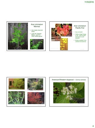 11/9/2016
4
© Project SOUND
Acer circinatum
‘Monroe’
 Very deeply dissected
leaves
 Looks like Japanese
Maples – good for
Asian-themed garden
http://www.ubcbotanicalgarden.org/forums/showthread.php?t=7254
© Project SOUND
Acer circinatum
‘Pacific Fire’
 Very red bark
 Yellow-orange foliage
in fall – may be some
red leaves in cold
climates.
 Widely available from
commercial nurseries
http://www.portlandnursery.com/plants/nati
vePicks/natives_acer_circinatum.shtml
© Project SOUND
http://oregonstate.edu/dept/ldplants/acci1.htm
http://www.yerbabuenanursery.com/viewplant.php?pid=357
© Project SOUND
American/Western dogwood – Cornus sericea
©2006 Shawn DeCew
 