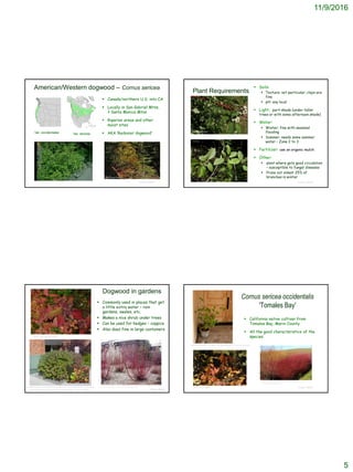 11/9/2016
5
 Canada/northern U.S. into CA
 Locally in San Gabriel Mtns,
? Santa Monica Mtns
 Riparian areas and other
moist sites
 AKA ‘Redosier dogwood’
© Project SOUND
American/Western dogwood – Cornus sericea
©2013 Jean Pawek
Br. Alfred Brousseau, Saint Mary's College
Var. occidentales Var. sericea
© Project SOUND
Plant Requirements
 Soils:
 Texture: not particular; clays are
fine
 pH: any local
 Light: part-shade (under taller
trees or with some afternoon shade)
 Water:
 Winter: fine with seasonal
flooding
 Summer: needs some summer
water – Zone 2 to 3
 Fertilizer: use an organic mulch
 Other:
 plant where gets good circulation
– susceptible to fungal diseases
 Prune out oldest 25% of
branches in winter
©2013 Jean Pawek
© Project SOUND
Dogwood in gardens
 Commonly used in places that get
a little extra water – rain
gardens, swales, etc.
 Makes a nice shrub under trees
 Can be used for hedges – coppice
 Also does fine in large containers
http://plantsciences.montana.edu/horticulture/PS231/VCTT/area10/area10b/Cornus_sericea.jpg
©2013 Julie Kierstead Nelson
http://www.talltreesgroup.com/Cornus%20Sericea.jpg
http://www.laspilitas.com/nature-of-california/plants/217--cornus-californica
Cornus sericea occidentalis
'Tomales Bay'
 California native cultivar from
Tomales Bay, Marin County
 All the good characteristics of the
species
© Project SOUND
http://www.calfloranursery.com/plants/cornus-sericea-
occidentalis-tomales-bay
©2013 Jean Pawek
http://www.laspilitas.com/nature-of-california/plants/217--cornus-californica
 