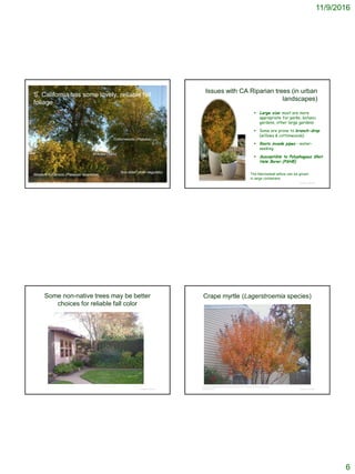 11/9/2016
6
© Project SOUND
S. California has some lovely, reliable fall
foliage
Cottonwoods (Populus)
Willows (Salix)
Western Sycamore (Platanus racemose)
Box elder (Acer negundo)
Issues with CA Riparian trees (in urban
landscapes)
 Large size: most are more
appropriate for parks, botanic
gardens, other large gardens
 Some are prone to branch-drop
(willows & cottonwoods)
 Roots invade pipes – water-
seeking
 Susceptible to Polyphagous Shot
Hole Borer (PSHB)
© Project SOUND
The Narrowleaf willow can be grown
in large containers
Some non-native trees may be better
choices for reliable fall color
© Project SOUND
Crape myrtle (Lagerstroemia species)
© Project SOUND
https://perennialgardener.wordpress.com/2010/12/17/a-tree-for-all-seasons-2/crepe-
myrtle-fall-color/
 