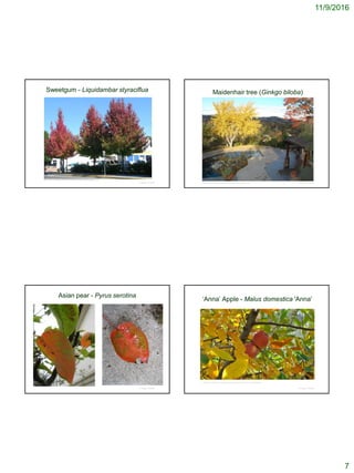 11/9/2016
7
Sweetgum - Liquidambar styraciflua
© Project SOUND
http://www.urbanforestnursery.com/treeprofiles/profilesweetgum.html
Maidenhair tree (Ginkgo biloba)
© Project SOUNDhttp://ucanr.edu/blogs/uss/index.cfm?tagname=fall%20color
Asian pear - Pyrus serotina
© Project SOUND
‘Anna’ Apple - Malus domestica 'Anna'
© Project SOUND
http://www.starkbros.com/growing-guide/article/fruit-tree-care-fall-planting
 