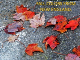 FALL COLORS FROM
      NEW ENGLAND.




.
 