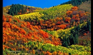 Targhee National Forest
 