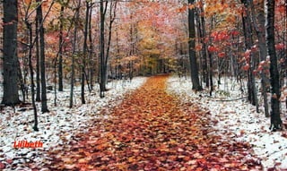 Fall Colors in Idaho  