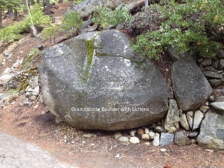 Granodiorite Boulder with Lichens
 