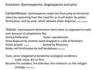 Evolution: Gymnosperms, Angiosperms and pine
Carboniferous: Gymnosperms made the final jump to terrestrial
status by separating from the need for as much water: by pollen
fertilization, and by seed, which allowed wider dispersal. (Wiki Pinophyta)
Triassic: Gymnosperm dominance short lived, as angiosperms took
over because of adaptations like:
Animal Pollination Faster reproduction
Seed dispersal by animals (seed dropped in a pile of fertilizer)
Faster growth (tulane) Spread by Rhizomes
Better self fertilization by leaf breakdown (Berendse)
Soon, pines relegated to borderline ecological conditions
(cold, snow, dry or fire)
Became fire avoiders, fire tolerator, fire embracer, or fire refugee
strategy (Keeley, 2012)
 