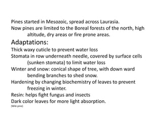 Pines started in Mesozoic, spread across Laurasia.
Now pines are limited to the Boreal forests of the north, high
altitude, dry areas or fire prone areas.
Adaptations:
Thick waxy cuticle to prevent water loss
Stomata in row underneath needle, covered by surface cells
(sunken stomata) to limit water loss
Winter and snow: conical shape of tree, with down ward
bending branches to shed snow.
Hardening by changing biochemistry of leaves to prevent
freezing in winter.
Resin: helps fight fungus and insects
Dark color leaves for more light absorption.
(Wiki pine)
 