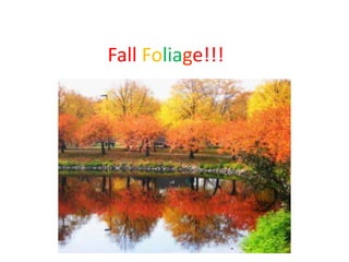 Fall Foliage!!!
 