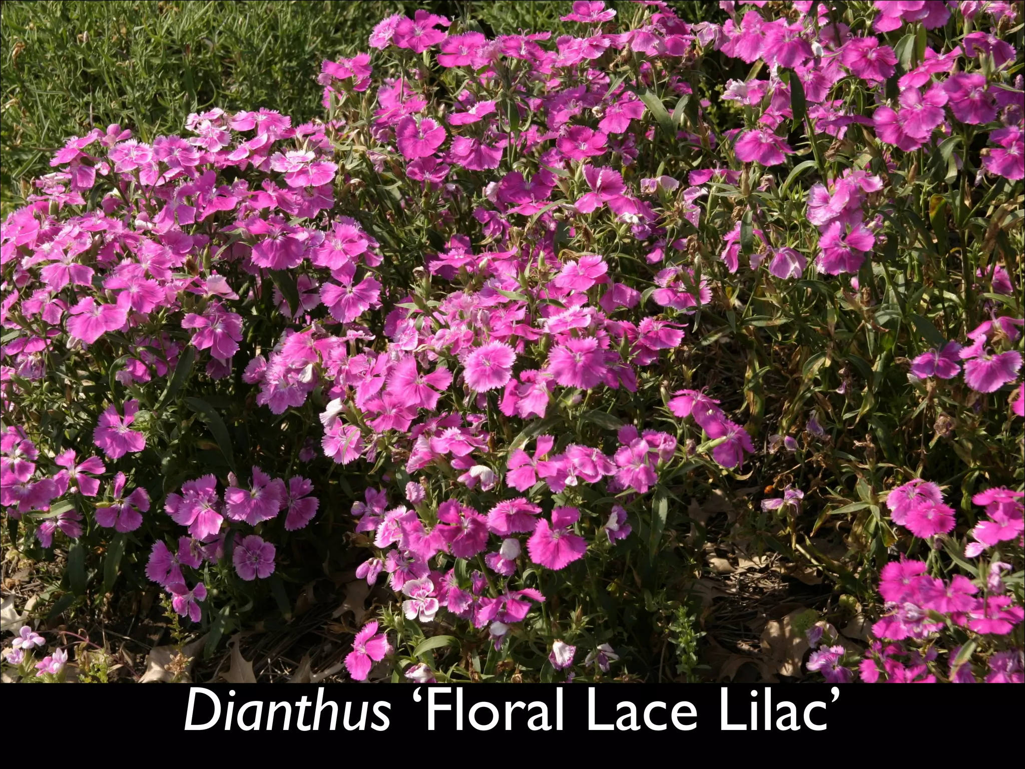 Dianthus  ‘Floral Lace Lilac’   