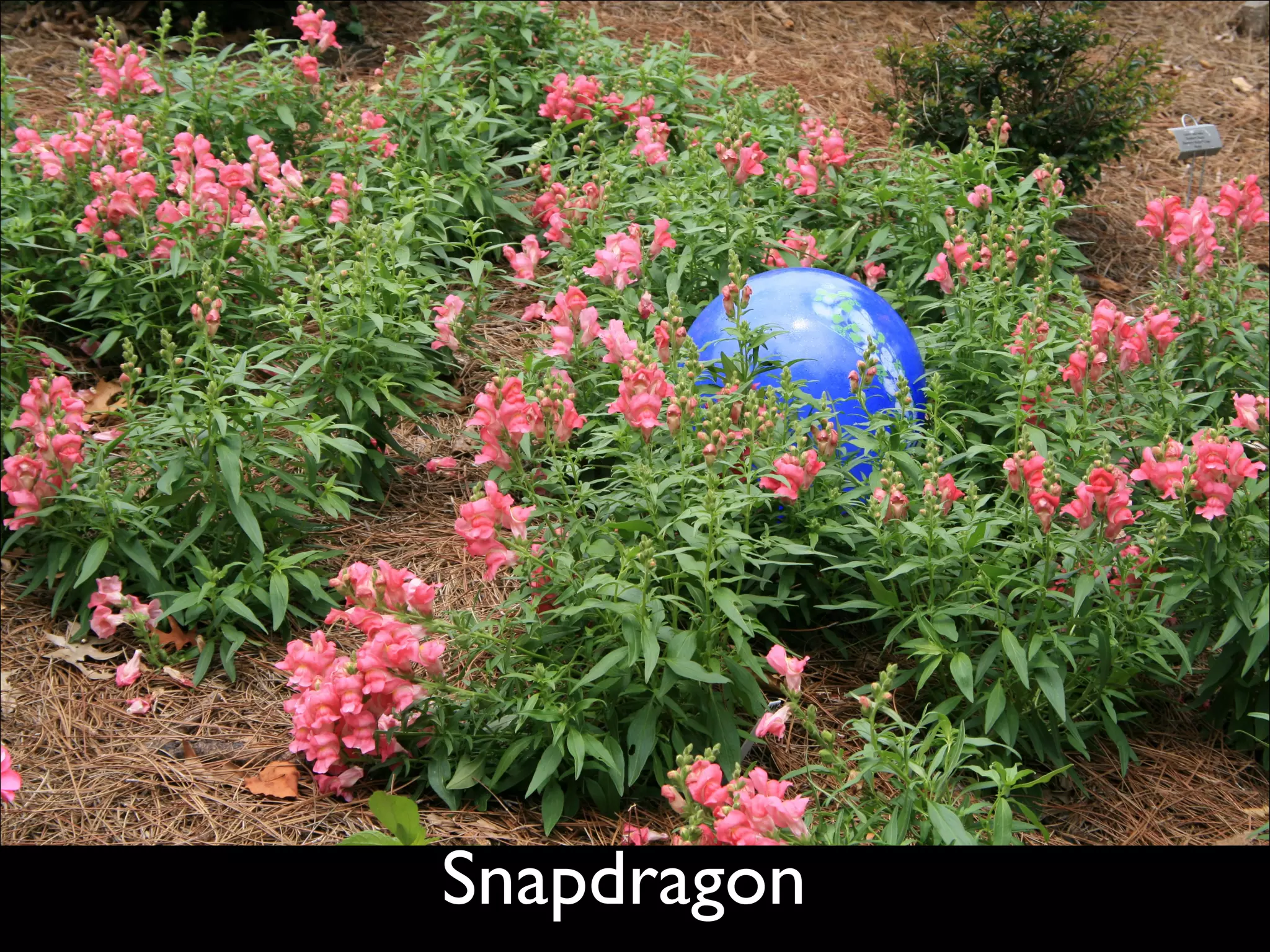 Snapdragon   