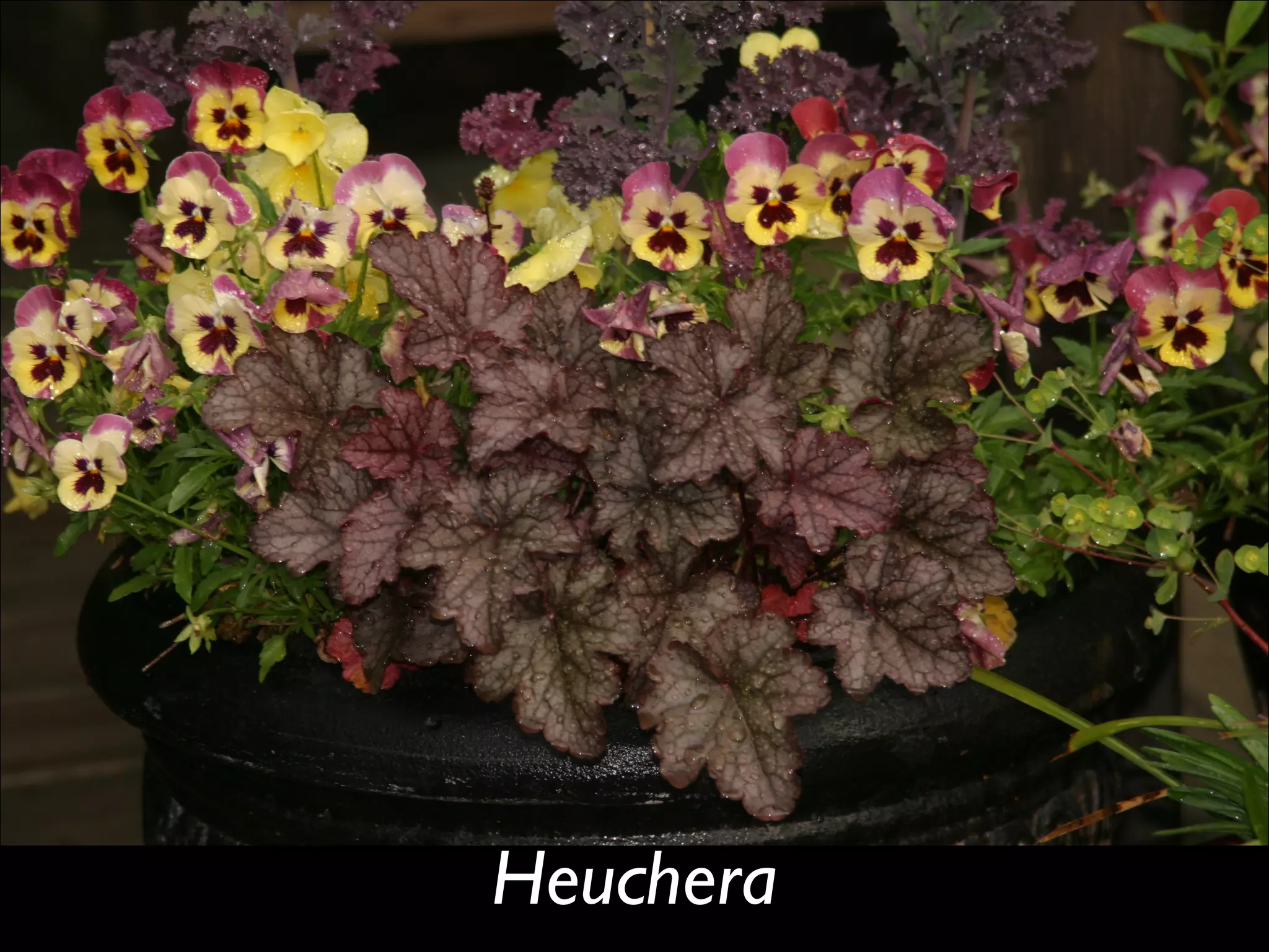 Heuchera  